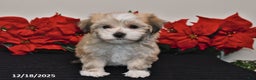 Havanese dogs for sale: Bentley - Ad 4