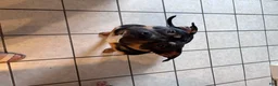 American Bully dogs for sale: American Bully Puppy 1 - Ad 3