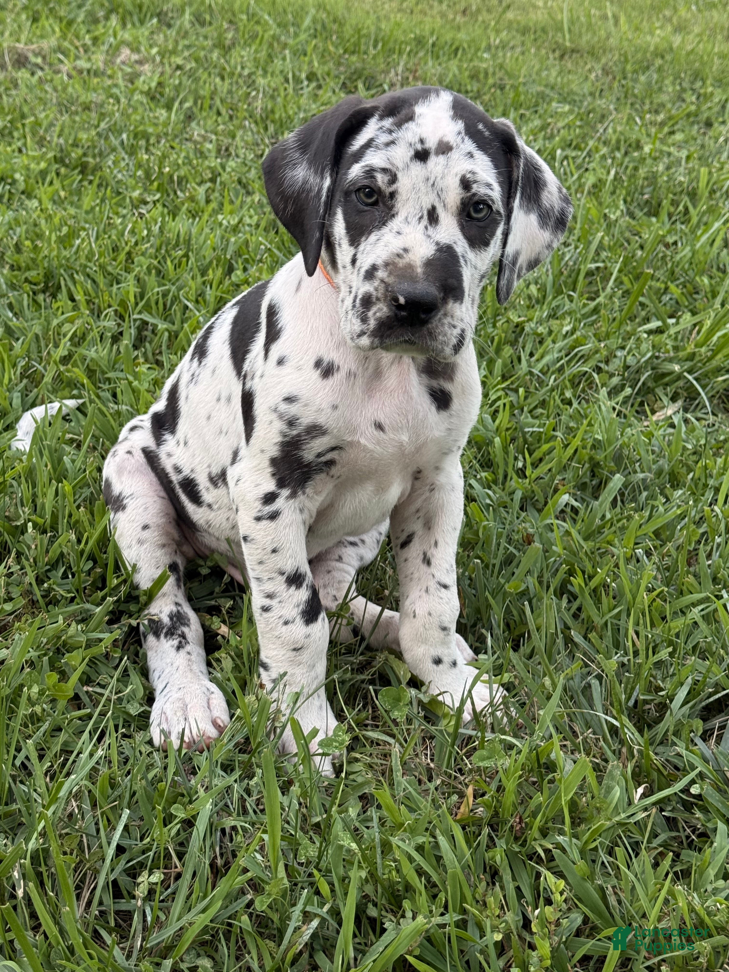 Great Dane dogs Tommy Lee - Ad 2