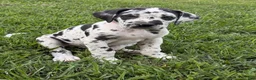 Great Dane dogs for sale: Pat Benatar - Ad 8