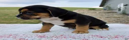 Beabull dogs for sale: Ginger - Ad 5