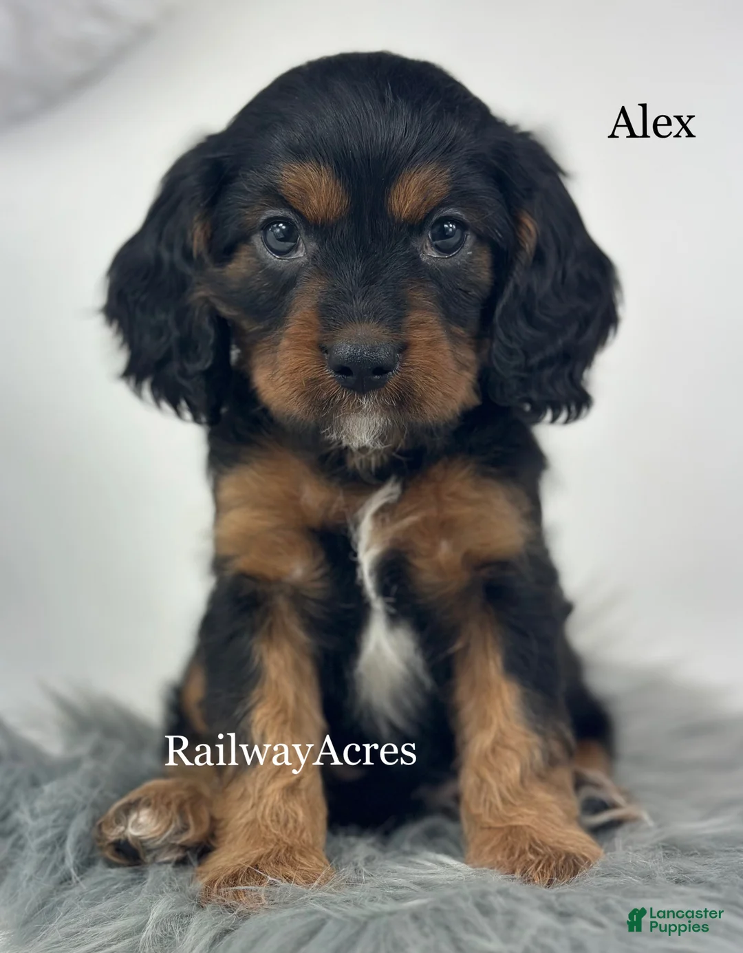 Cavapoo dogs for sale: Alex - Ad 2