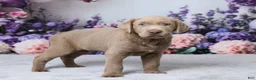 Labrador Retriever dogs for sale: Jackson - Ad 3