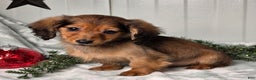 Miniature Dachshund dogs for sale: Darling  - Ad 2