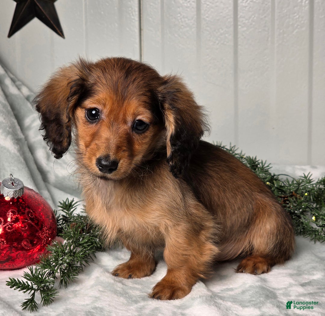 Miniature Dachshund dogs for sale: Darling  - Ad 2
