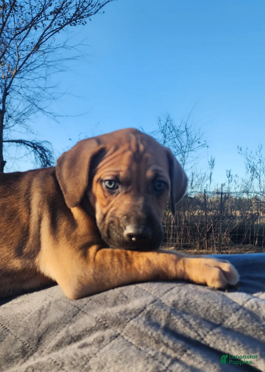 Catahoula Leopard Dog dogs for sale: Tala 2025 Female 2 - Ad 16