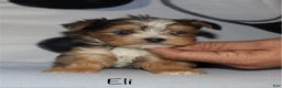 Yorkshire Terrier dogs for sale: Eli - blue merle parti - Ad 2