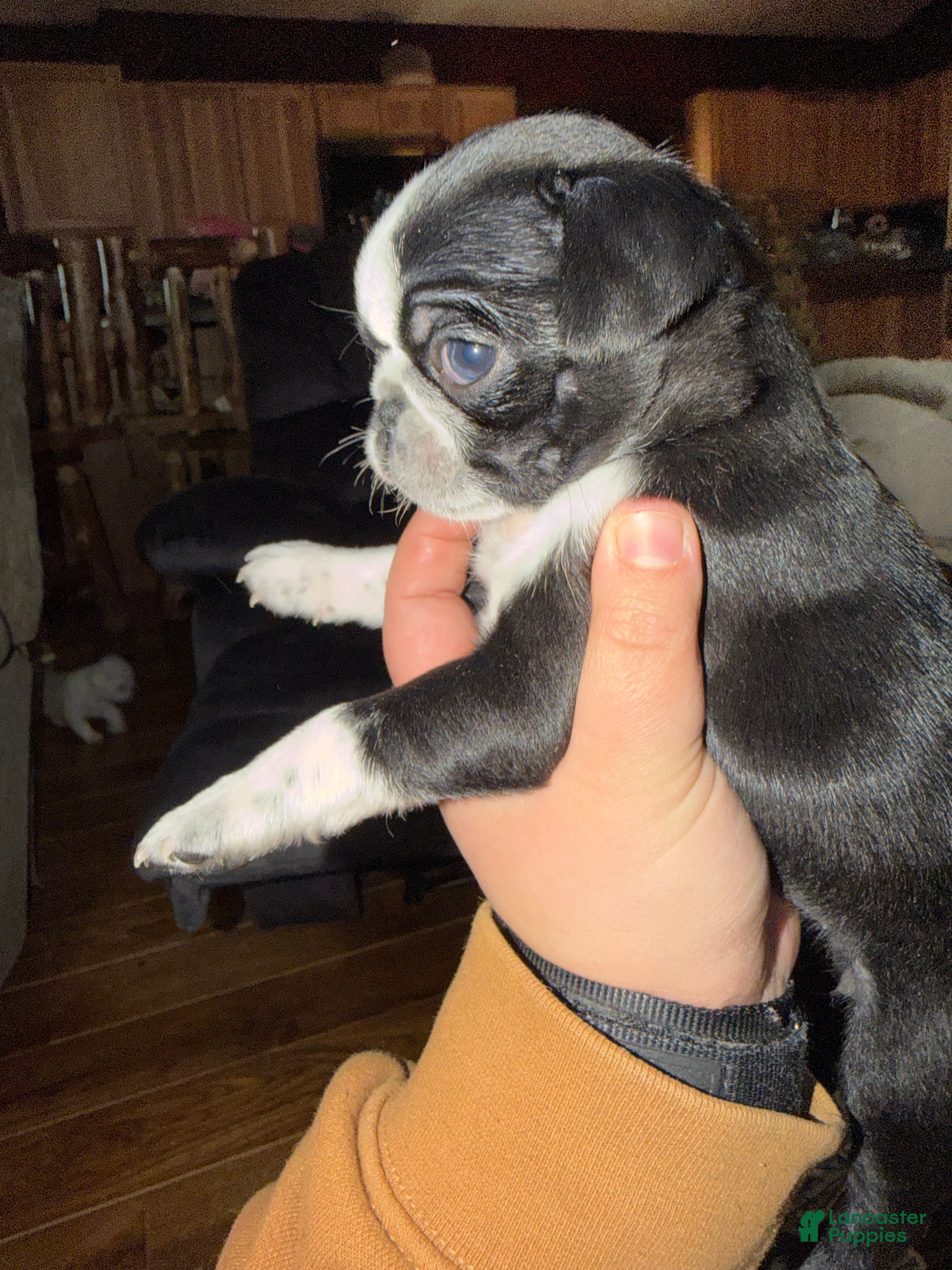 Pug dogs Panda  - Ad 11