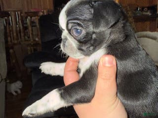 Pug dogs Panda - Ad 36