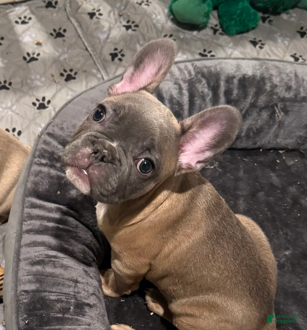 French Bulldog dogs for sale: Blessing - Ad 15