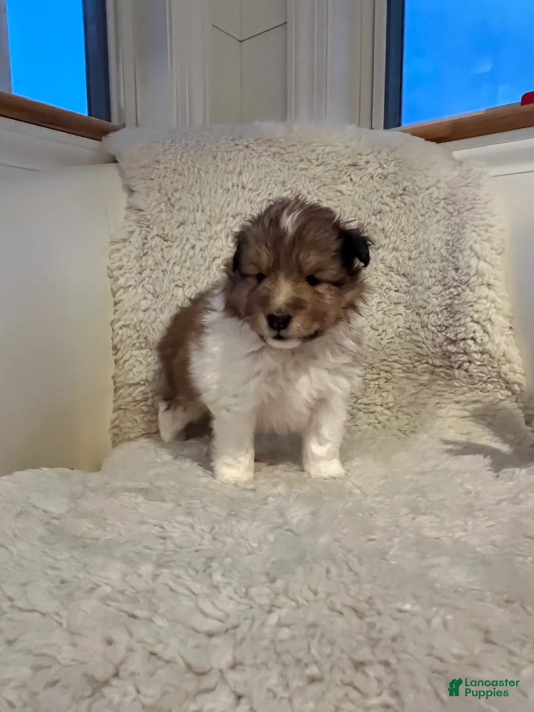 Shetland Sheepdog dogs for sale: Shetland Sheepdog Puppy 2 - Ad 2