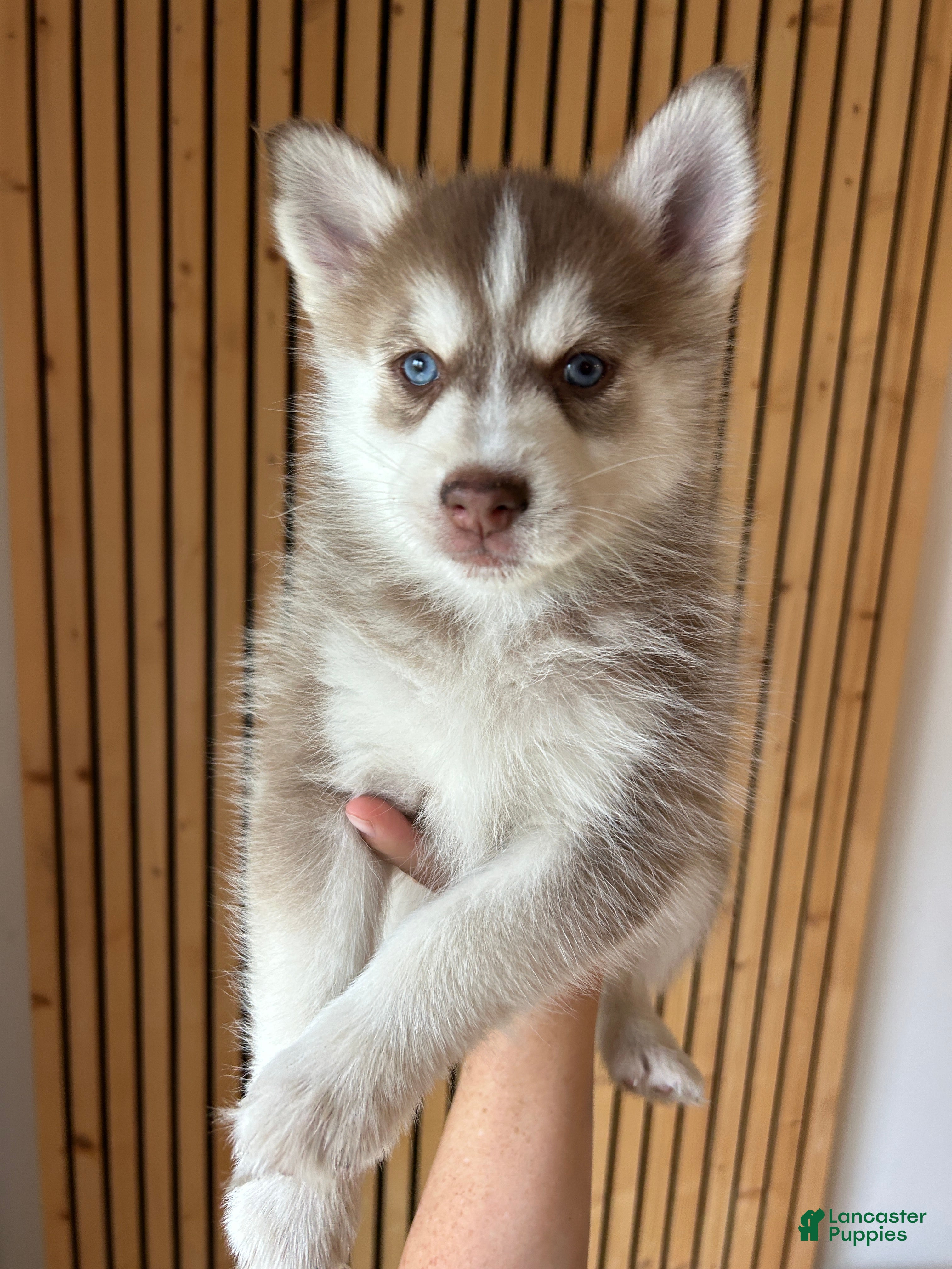 Pomsky dogs Pax Mini Pomsky - Ad 7