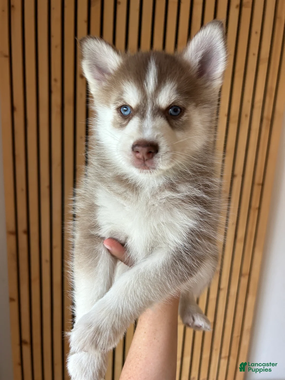 Pomsky dogs for sale: Pax Mini Pomsky - Ad 1