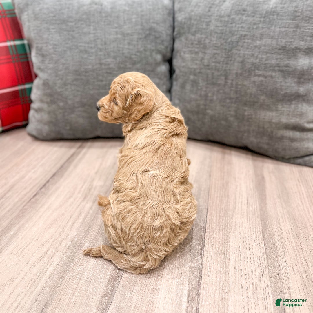 Mini Goldendoodle dogs for sale: Heidi - Ad 5