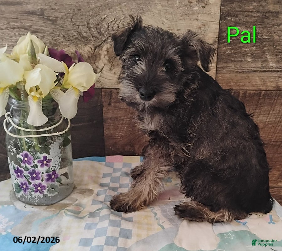 Miniature Schnauzer dogs Pal - Ad 1