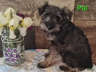 Miniature Schnauzer dogs for sale: Pal - Ad 3