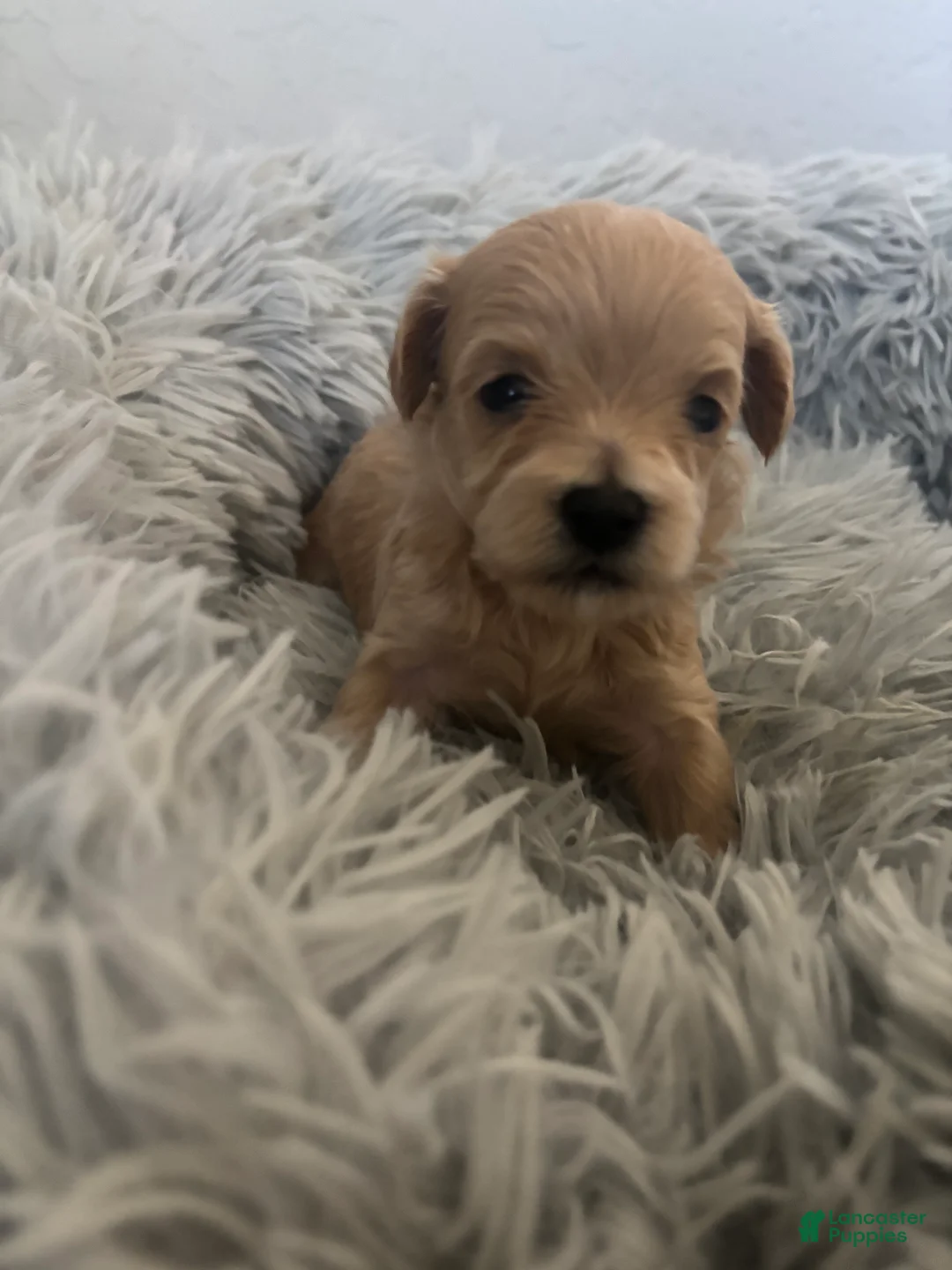 Maltipoo dogs for sale: Lola - Ad 2