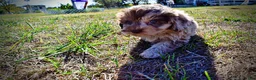 Havapoo dogs for sale: Picasso - Ad 22