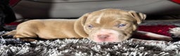 American Bully dogs for sale: "MEG THA STALLION" / LILAC MERLE GENE - Ad 3