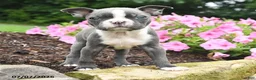 Boston Terrier dogs for sale: Debrah - Ad 4