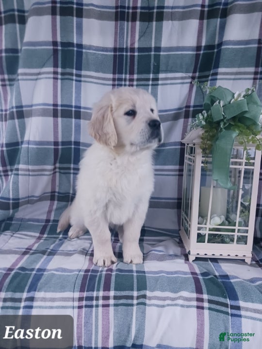 Golden Retriever dogs Easton - Ad 1