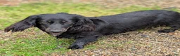 Miniature Dachshund dogs for sale: Lyla - Ad 12