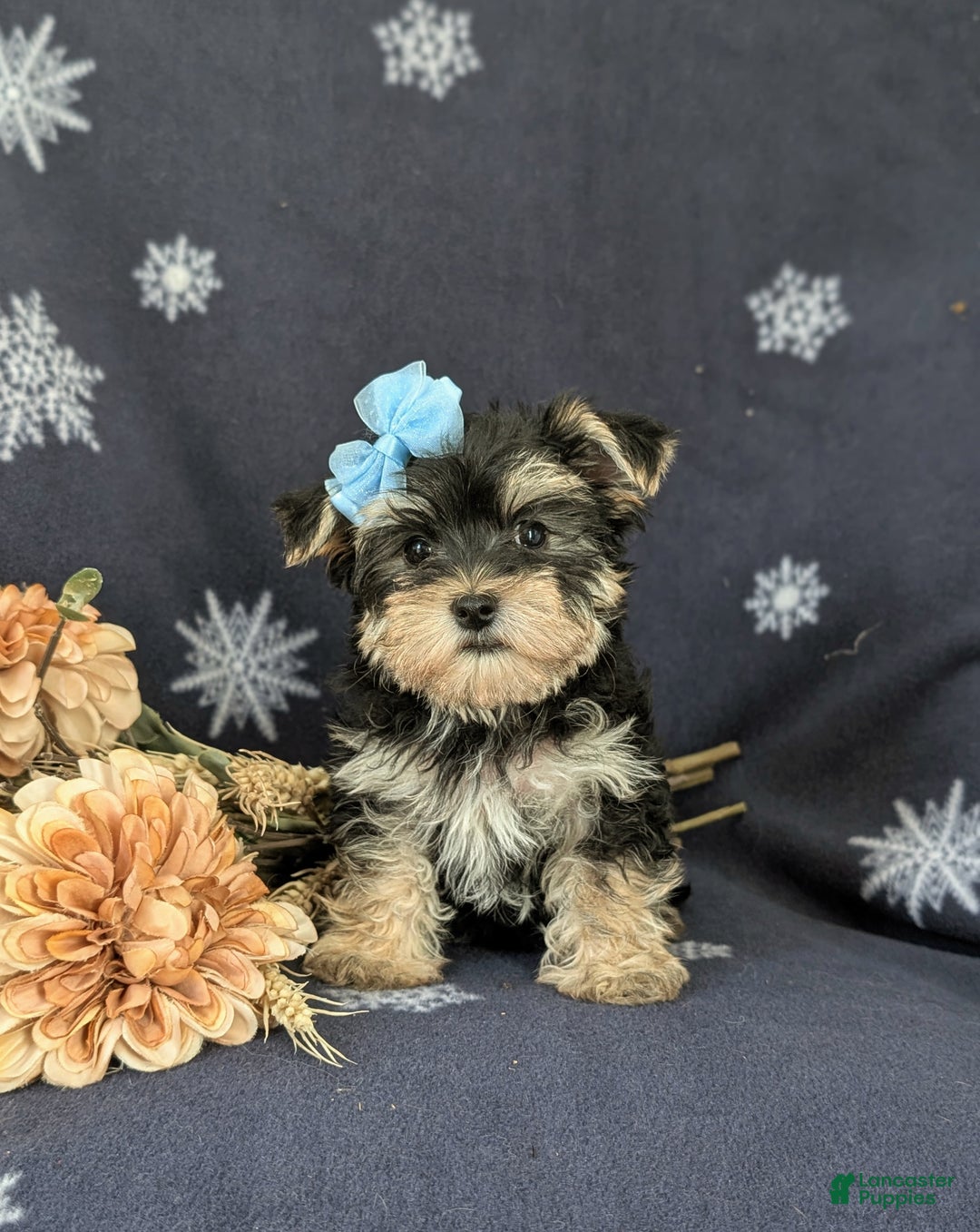 Morkie dogs for sale: Devon 6 lbs Full Grown - Ad 2