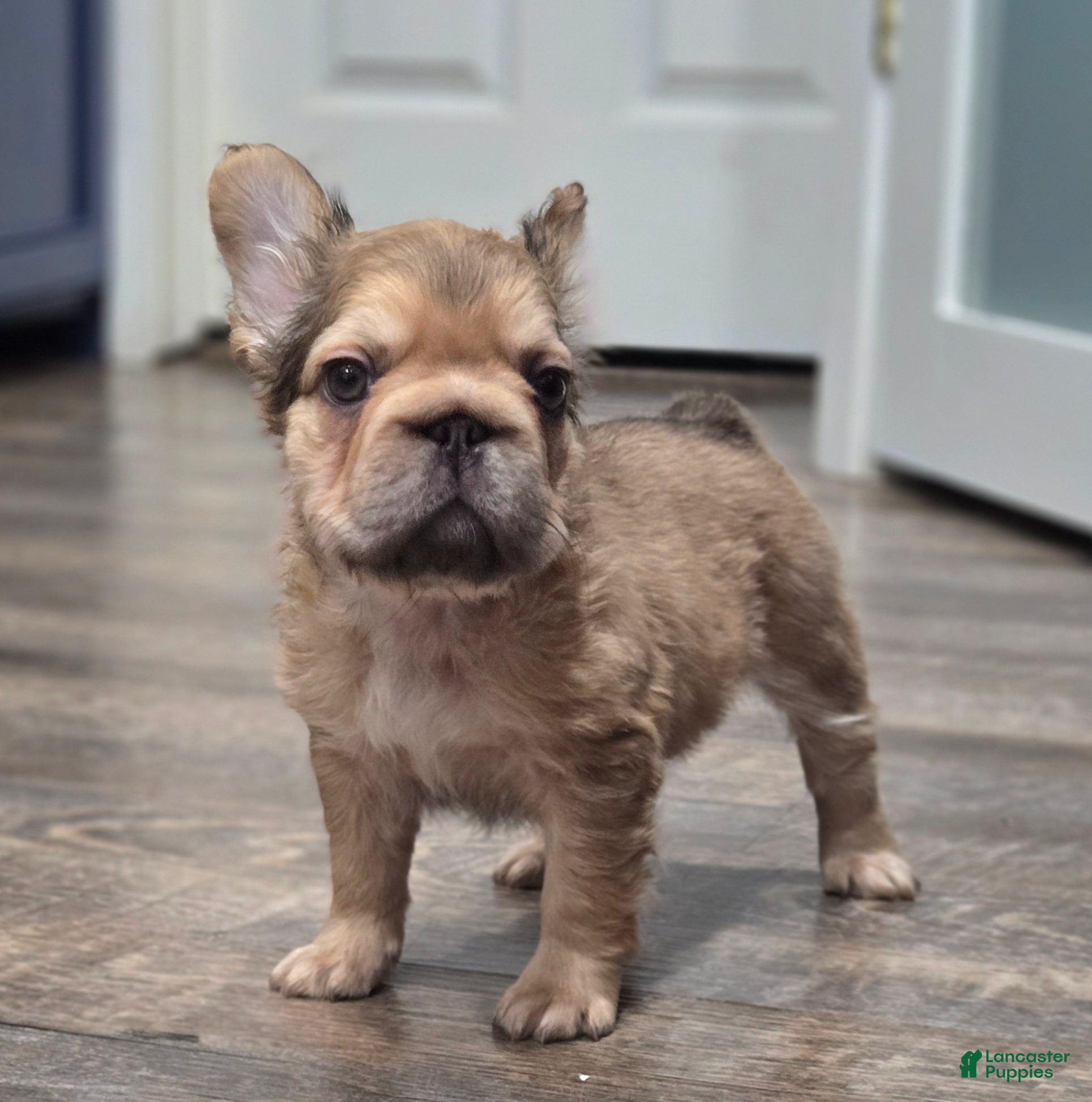 French Bulldog dogs 💛🧡Ginger🧡💛 - Ad 15