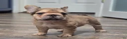 French Bulldog dogs for sale: 💛🧡Ginger🧡💛 - Ad 1