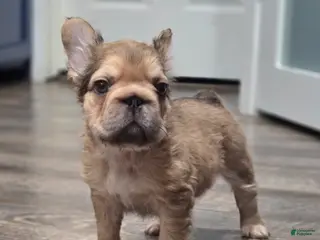 French Bulldog dogs 💛🧡Ginger🧡💛 - Ad 29