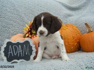 English Springer Spaniel dogs Adam - Ad 40