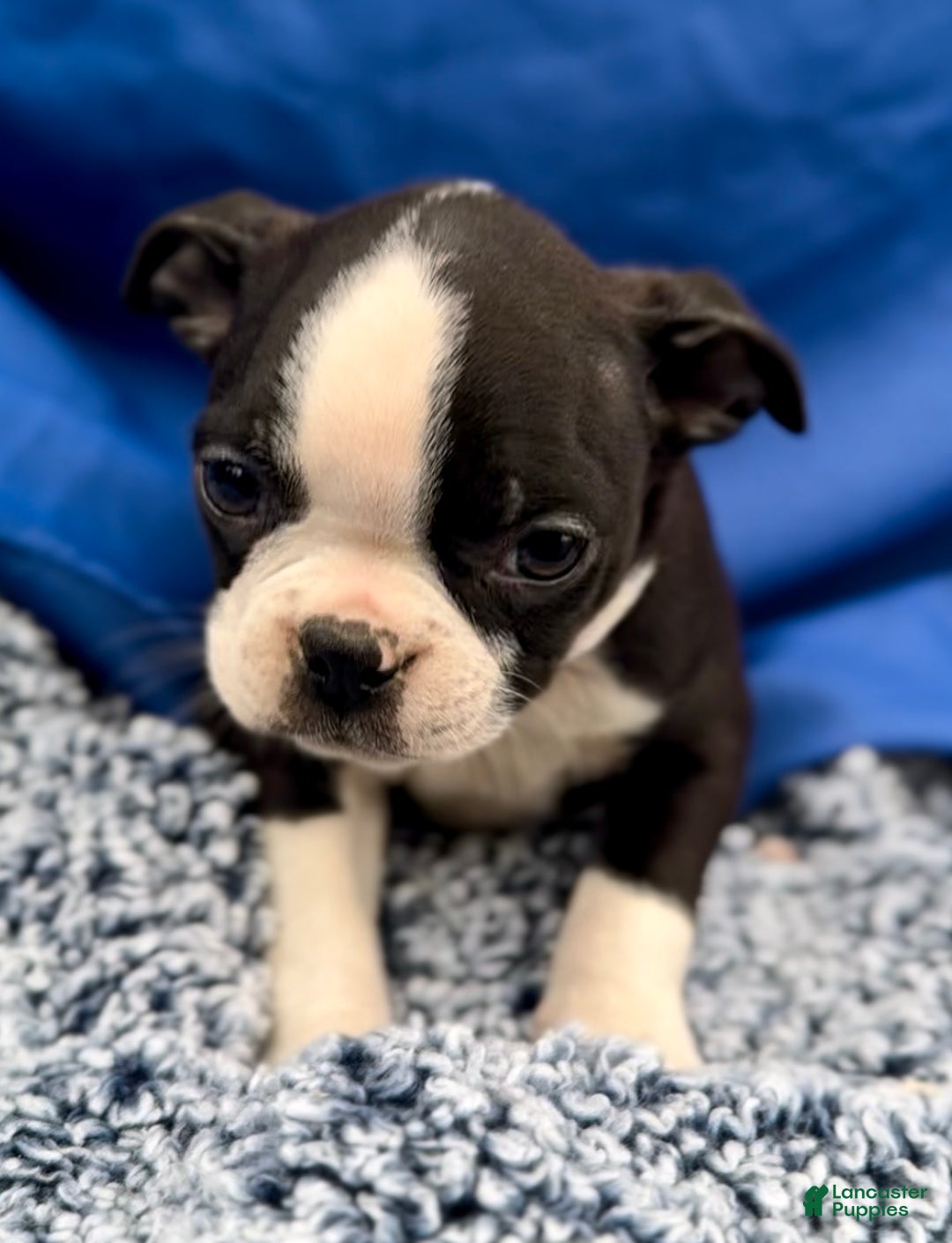 Boston Terrier dogs for sale: Baxter - Ad 2