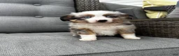Australian Shepherd dogs for sale: Mini Australian Shepherd Dexter - Ad 4