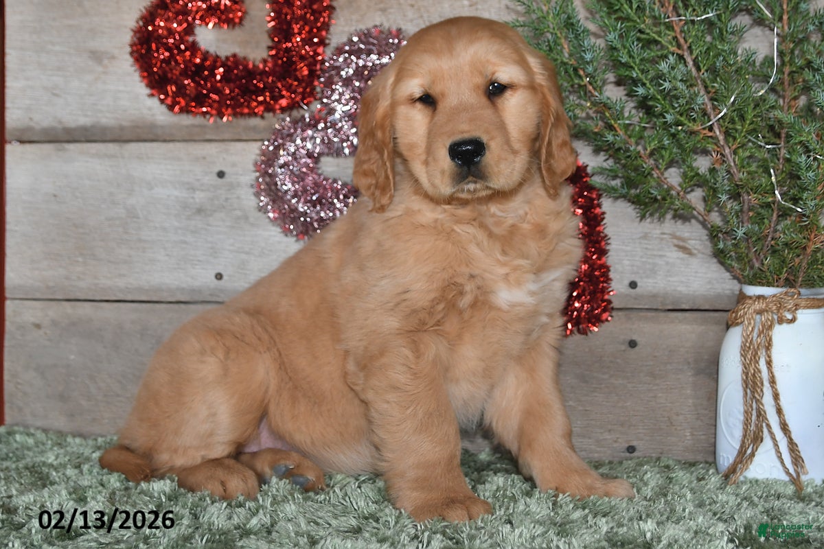 Golden Retriever dogs Annie - Ad 5