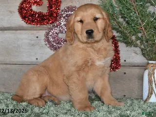 Golden Retriever dogs Annie - Ad 5