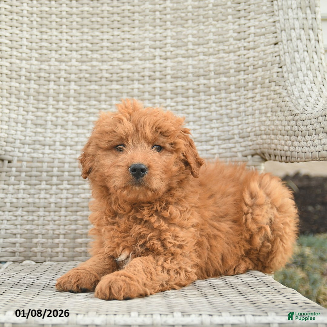 Mini Goldendoodle dogs for sale: Dallas  - Ad 2