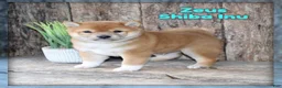 Shiba Inu dogs for sale: Zeus - Ad 1