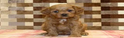 Cavapoo dogs for sale: Dylan - Ad 7