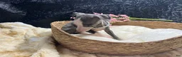 Italian Greyhound dogs for sale: Italian Greyhound 4 - Ad 6