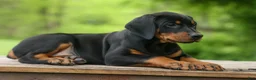 Doberman Pinscher dogs for sale:  Dax (Black Rust)🐶 - Ad 2