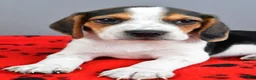 Beagle dogs for sale: Dash - Ad 3