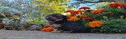 Yorkshire Terrier dogs for sale: Molly - Ad 5