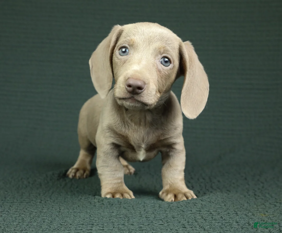 Miniature Dachshund dogs for sale: Knox - Ad 2