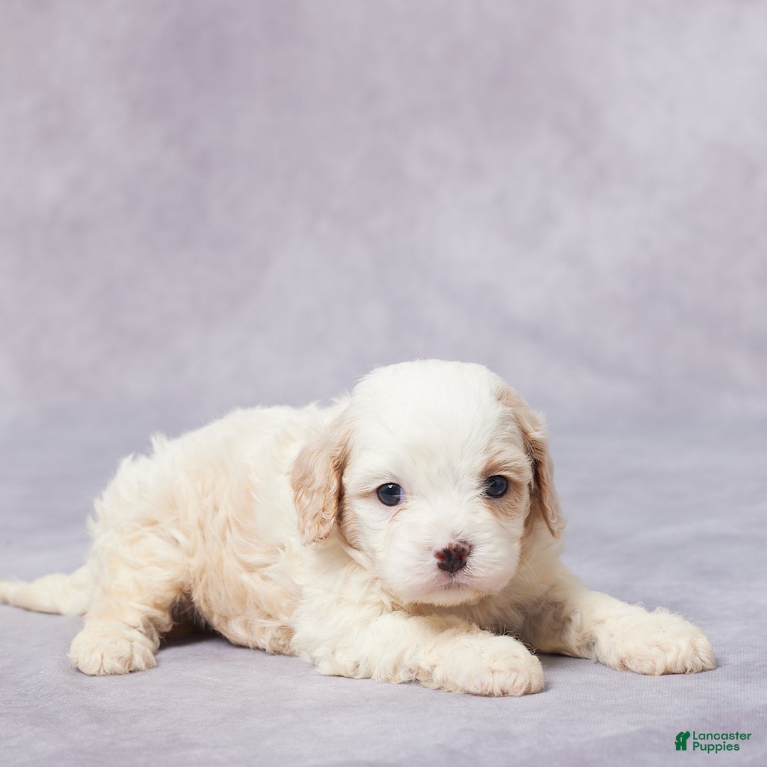 Cavapoo dogs for sale: Dane - Ad 2