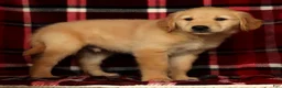 Golden Retriever dogs for sale: Teddy - Ad 8