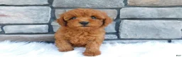Cavapoo dogs for sale: Ashton - Ad 1
