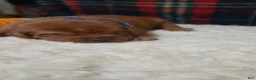 Labrador Retriever dogs for sale: Rudy - Ad 2