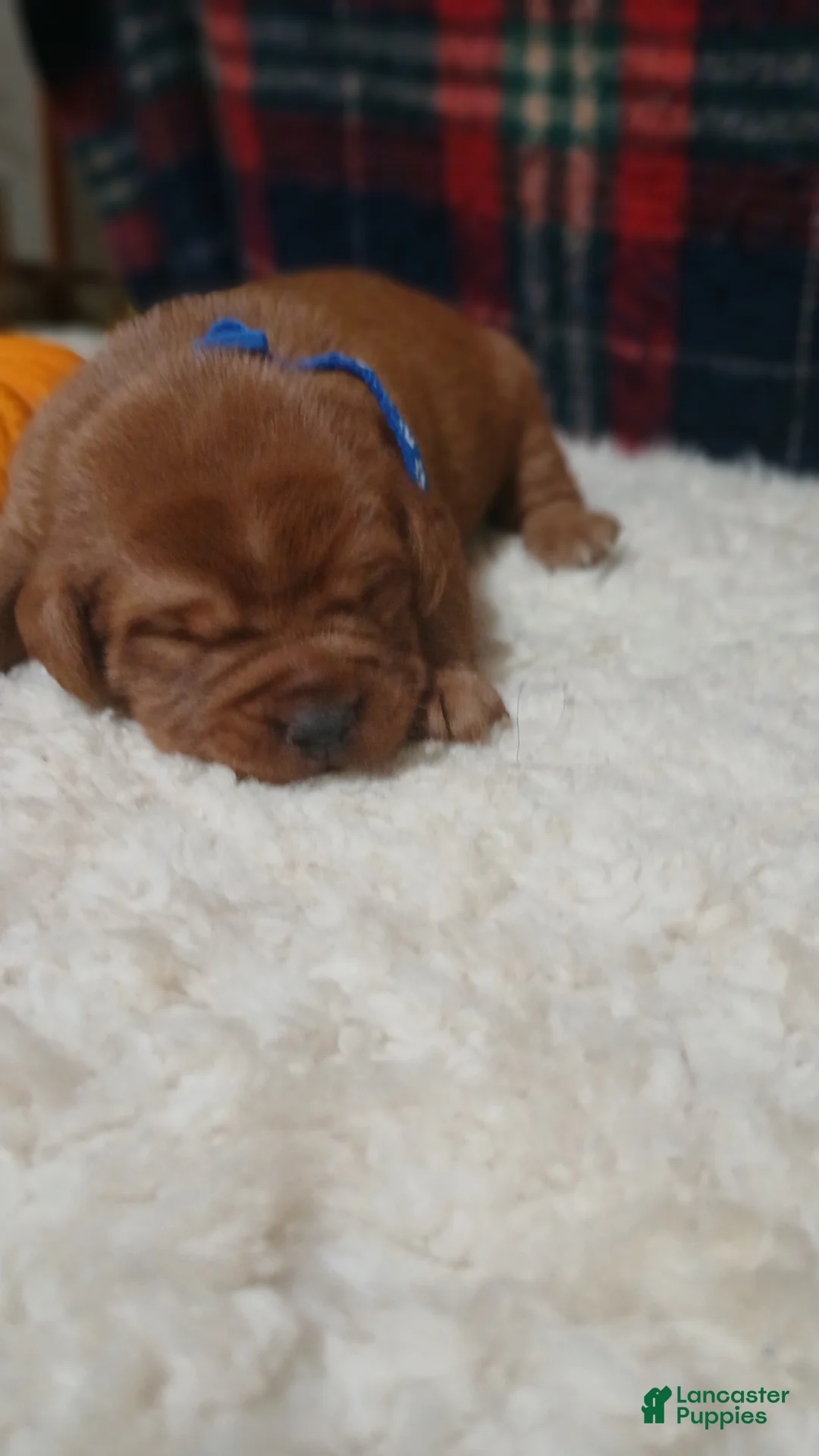 Labrador Retriever dogs for sale: Rudy - Ad 2