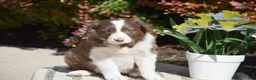 Border Collie dogs for sale: Dustin - Ad 6