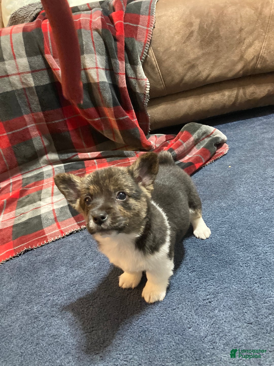 Mixed Breed dogs for sale: Trina - Ad 4